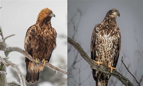 What's the difference?: Bald eagle vs. golden eagle | Forest Preserve ...