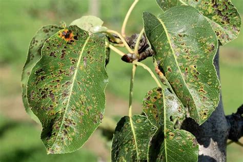 Problem Solving; Pear Leaf Blister Mite - BBC Gardeners World Magazine