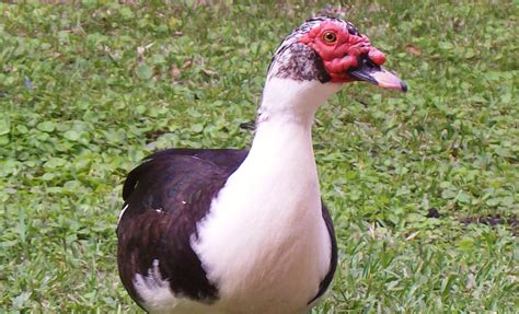 Story of Muscovy Duck | D'Artagnan