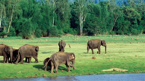 A Kabini afternoon… | Conservation India