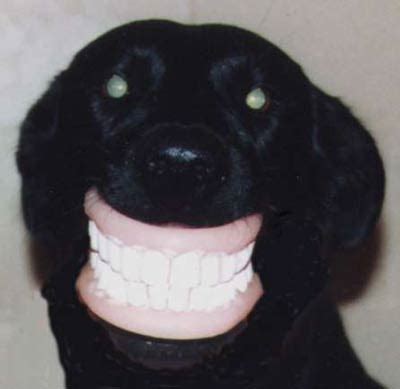 HD Animals: funny dog teeth