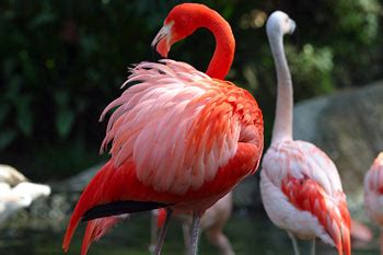 Caribbean Flamingo: The Animal Files