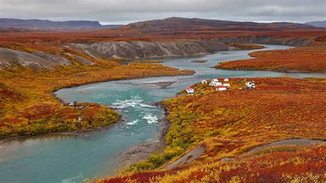 Nunavut Tree