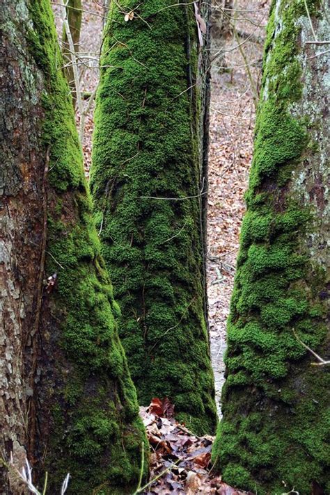 Bryophyte | Definition, Characteristics, Structure, Examples, & Facts | Britannica