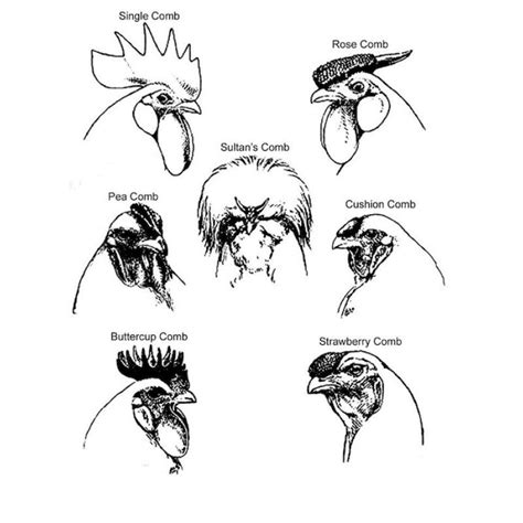 Crest Types