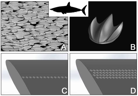 Sharks on a Plane? Skin Scales Lift Aircraft Design Shark In The Ocean ...