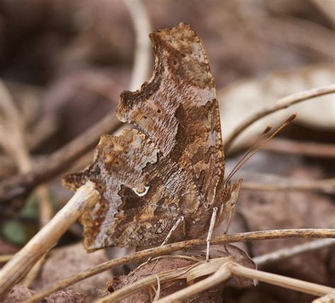 David Marvin Photography - Lansing, Michigan: Butterfly Camouflage