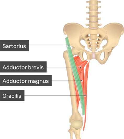 Sartorius Muscle | GetBodySmart