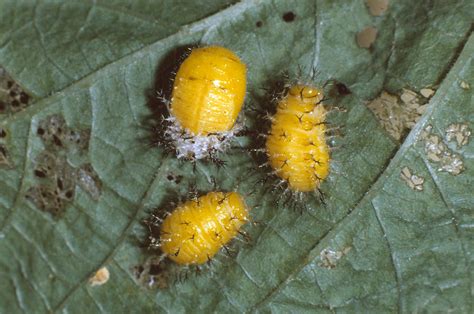 Mexican Bean Beetle Larvae Photograph by Harry Rogers