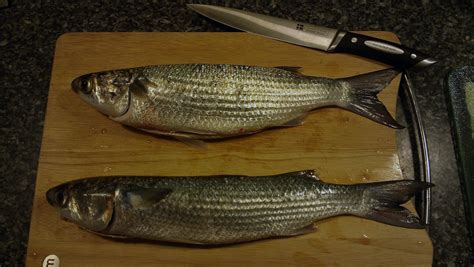 2 Big Sea Mullet | Fishing - Fishwrecked.com - Fishing WA. Fishing Photos & Videos