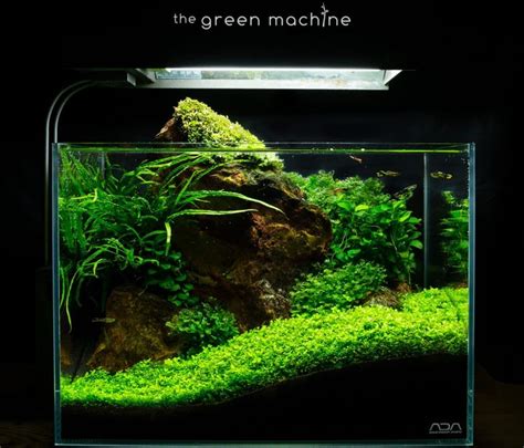 Image result for river rock aquascape | Planted aquarium, Cá trong bể, Bể cá