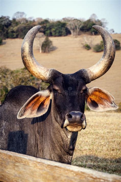 Zebu Cow with Horns and White Spot on Forehead Stock Photo - Image of standing, close: 178575130