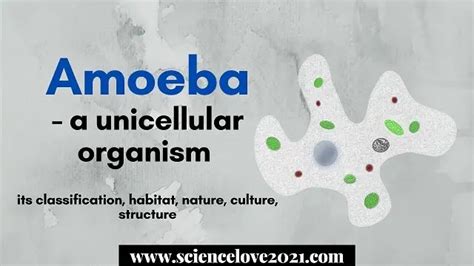 Amoeba: classification, habitat, nature, culture, structure ~ SCIENCE'S World