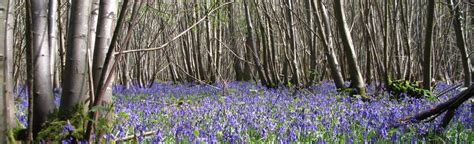 Dormouse habitat - babec ecological consultants