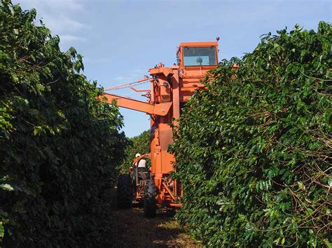 5 Facts About Coffee Harvesting – Royalty Specialty Coffees