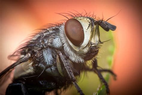 Diptera Brachycera House Fly Stock Photo - Image of unsanitary, germs: 72308416