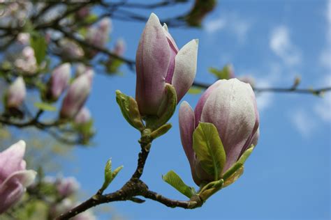 Magnolia spring « OSU Extension Service Metro-area Master Gardener Newsletter