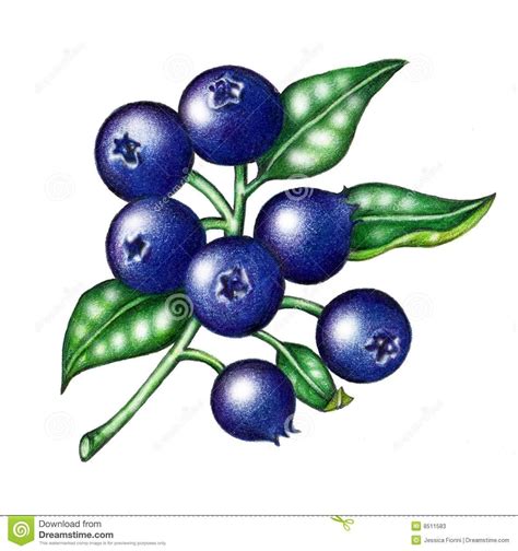 Blueberries | Plant drawing, Bush drawing, Blueberry plant