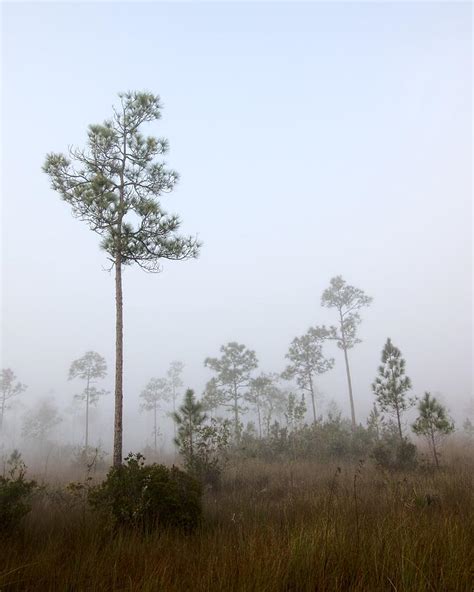 Early morning fog Landscape-5 Photograph by Rudy Umans - Fine Art America