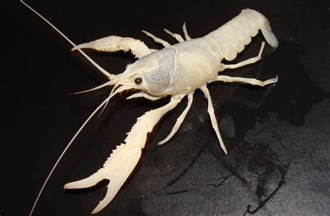 White Albino Crayfish 'Procambarus clarkii' Photographed by Dale Westaby USA | Crayfish ...