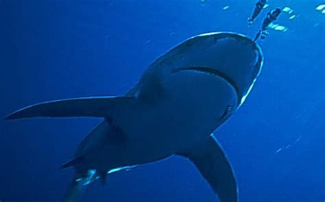 Mother in Mexico hoists child to safety before being killed in shark ...