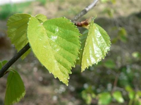 Free picture: birch, leaves, green leaves