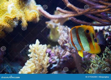 Butterfly Fish in Coral Reef Stock Photo - Image of aqua, beauty: 277536208