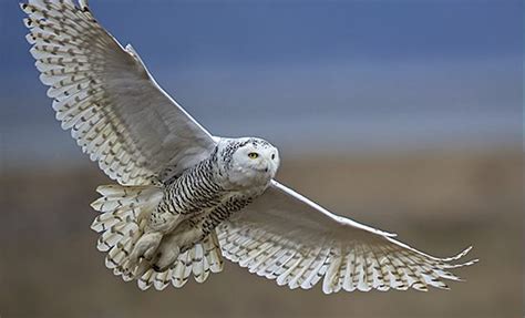 Snowy Owl Flying