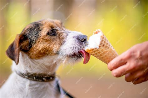 Premium Photo | Dog eating ice cream outdoors