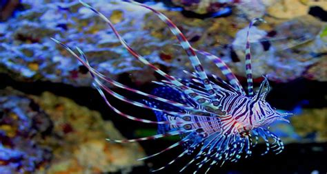 Volitan Lionfish - Reef Aquarium