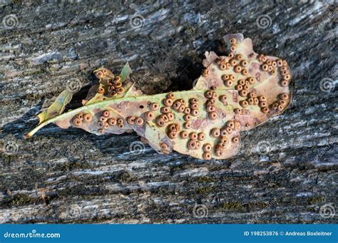 Gall Wasp Eggs On Willow Royalty-Free Stock Photography | CartoonDealer.com #122938079