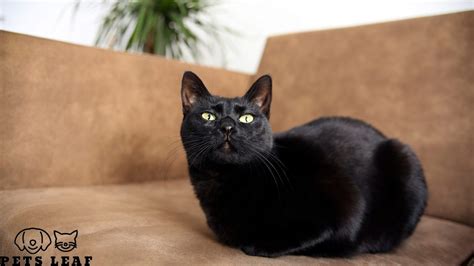 Bombay Cat Care: A Step-by-Step Grooming Guide | Pets Leaf