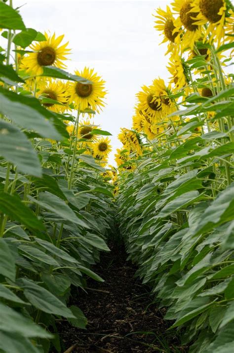 Row Sunflowers Stock Photos - Download 928 Royalty Free Photos