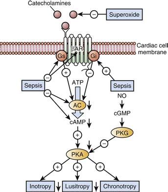 Molecular Mechanisms of Drug Actions: From Receptors to Effectors ...