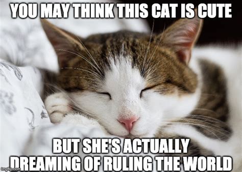 Sleeping Cat Meme - Imgflip