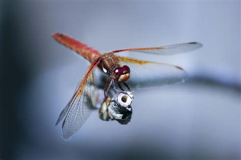 Dragonflies, Suborder Anisoptera