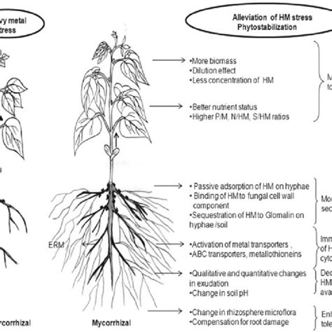 3 Contribution of arbuscular mycorrhiza fungi to phytostabilization of... | Download Scientific ...