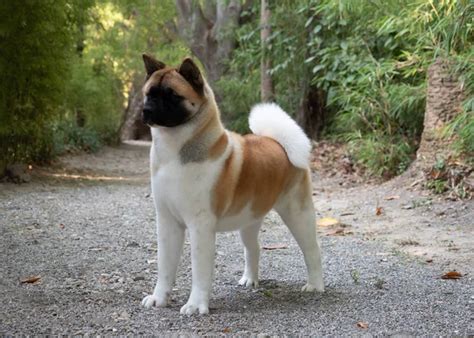 American akita Stock Photos, Royalty Free American akita Images ...