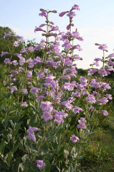 28 best Nebraska Wildflowers images on Pinterest | Nebraska, Wildflowers and Perennial grasses