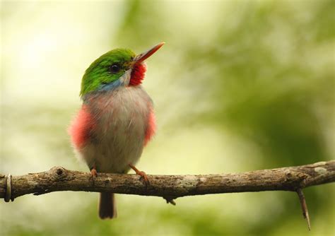 Dan's Wildlife Blog: Tody-Tastic!