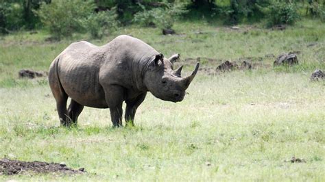 Mpala Live! Field Guide: Black Rhinoceros | MpalaLive