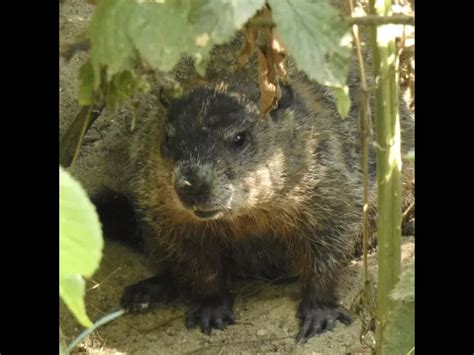 Wildlife at Assabet River National Wildlife Refuge | Sudbury Valley Trustees