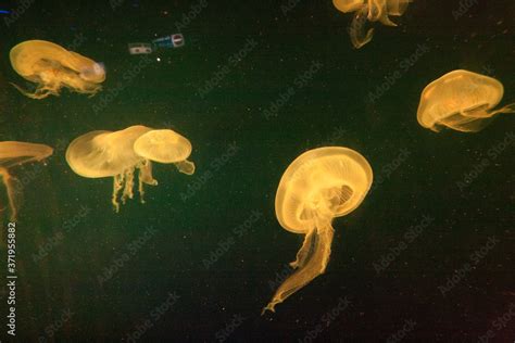 Jellyfish Float on Singapore Zoo Aquarium. Stock Photo | Adobe Stock