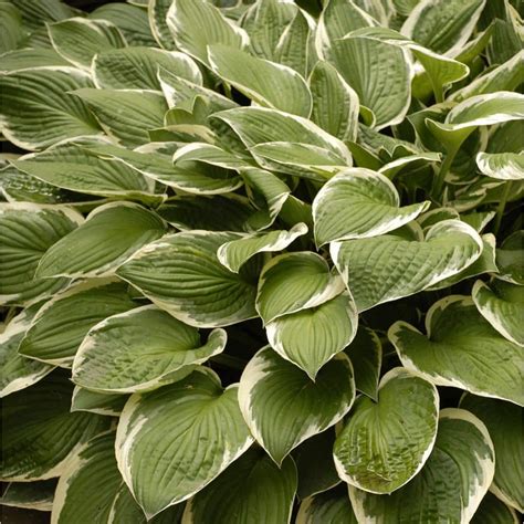 BELL NURSERY 1 Qt. Variegated Hosta Mix Live Perennial Plant (Pack of 4 ...