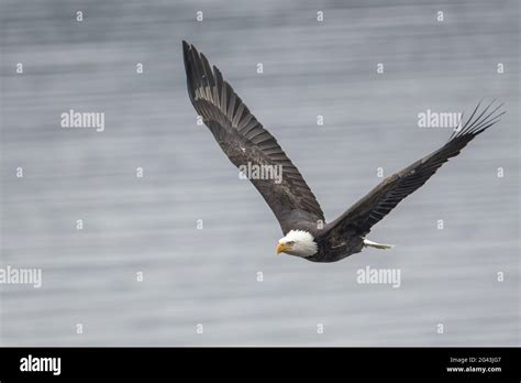 Bald eagle flying above the water Stock Photo - Alamy