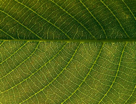 Free Leaf veins Stock Photo - FreeImages.com