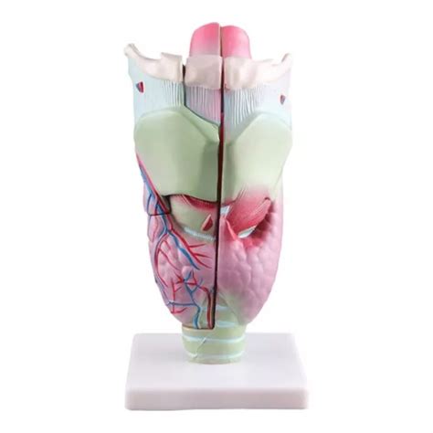 HUMAN LARYNX ANATOMY Model Enlarged Nasopharynx Laryngopharyngeal Model Tool $54.23 - PicClick AU