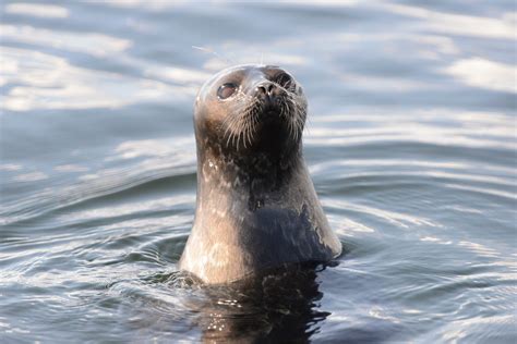 The Uncertain Future of Finland's Rare Freshwater Seals - Atlas Obscura