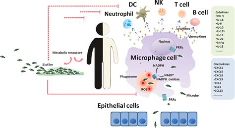 Chronic Granulomatous Disease Pathophysiology