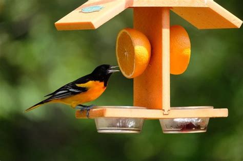 How to Feed and Attract Birds All Year Long - Birds and Blooms